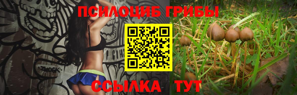 Псилоцибиновые грибы Psilocybe Курск